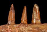 Spinosaurus Jaw Section - Composite Teeth #110475-2